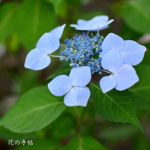 アジサイ　｜花の手帖の紫陽花図鑑