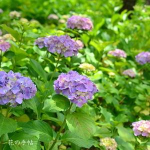 アジサイ　センセーション｜花の手帖の紫陽花図鑑
