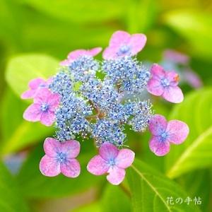 アジサイ　｜花の手帖の紫陽花図鑑