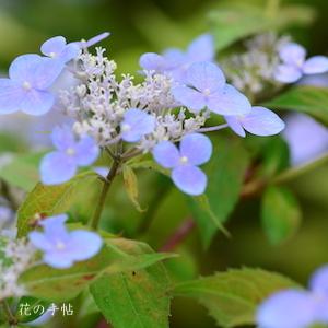 アジサイ　｜花の手帖の紫陽花図鑑