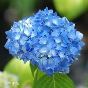 アジサイ　シキザキヒメアジサイ（四季咲き姫紫陽花）｜花の手帖の紫陽花図鑑