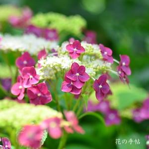 アジサイ　新朝日｜花の手帖の紫陽花図鑑