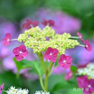 アジサイ　新朝日｜花の手帖の紫陽花図鑑