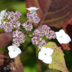 アジサイ　｜花の手帖の紫陽花図鑑