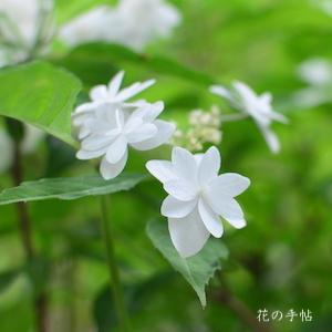 アジサイ　白富士｜花の手帖の紫陽花図鑑