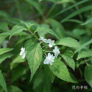 アジサイ　白富士｜花の手帖の紫陽花図鑑