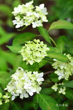 アジサイ　｜花の手帖の紫陽花図鑑