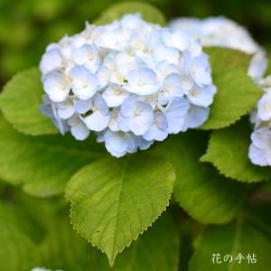 アジサイ　白てまり｜花の手帖の紫陽花図鑑
