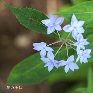 アジサイ　シチダンカ（七段花）｜花の手帖の紫陽花図鑑