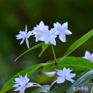 アジサイ　シチダンカ（七段花）｜花の手帖の紫陽花図鑑