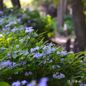 アジサイ　シチダンカ（七段花）｜花の手帖の紫陽花図鑑