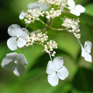 アジサイ　シズカ（静香）｜花の手帖の紫陽花図鑑