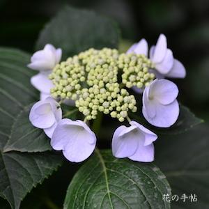 アジサイ　｜花の手帖の紫陽花図鑑