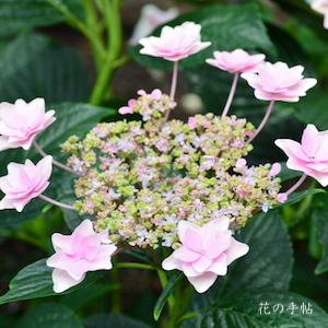 アジサイ　スターマイン｜花の手帖の紫陽花図鑑