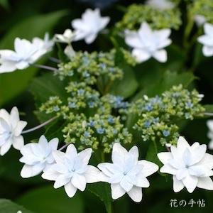 アジサイ　｜花の手帖の紫陽花図鑑