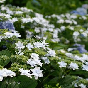 アジサイ　｜花の手帖の紫陽花図鑑