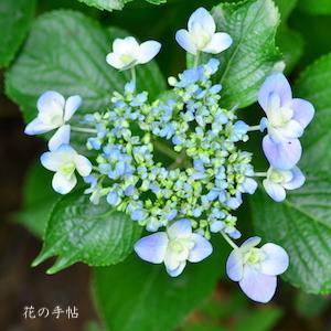 アジサイ　｜花の手帖の紫陽花図鑑