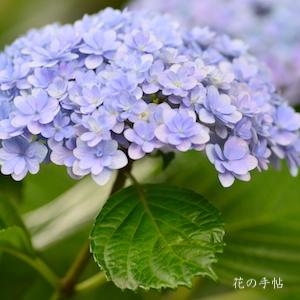 アジサイ　テマリテマリ｜花の手帖の紫陽花図鑑