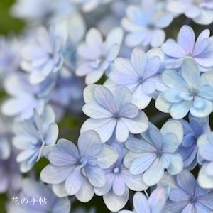 アジサイ　テマリテマリ｜花の手帖の紫陽花図鑑