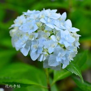 アジサイ　テマリウタ（手毬歌）｜花の手帖の紫陽花図鑑