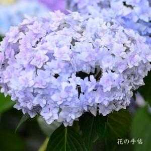 アジサイ　テマリウタ（手毬歌）｜花の手帖の紫陽花図鑑