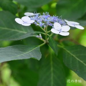 アジサイ　テンヲアオイデ（天を仰いで）｜花の手帖の紫陽花図鑑