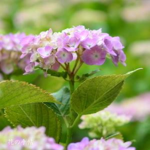 アジサイ　ザ クリスマス（The Christmas）｜花の手帖の紫陽花図鑑