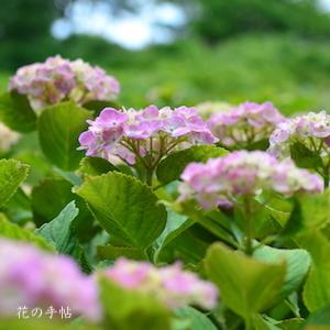 アジサイ　ザ クリスマス（The Christmas）｜花の手帖の紫陽花図鑑