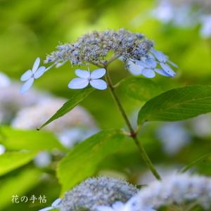 アジサイ　ティアラ｜花の手帖の紫陽花図鑑