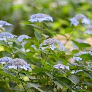 アジサイ　ティアラ｜花の手帖の紫陽花図鑑
