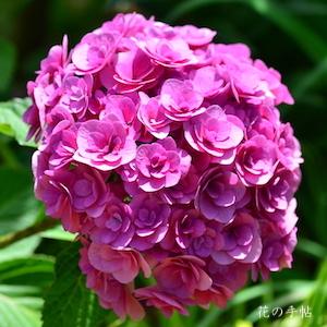 アジサイ　｜花の手帖の紫陽花図鑑