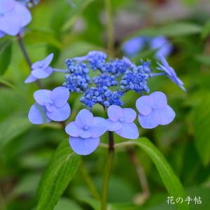 アジサイ　トオハナビ（遠花火）｜花の手帖の紫陽花図鑑