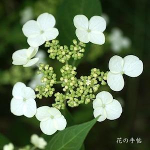 アジサイ　トサカグラ（土佐神楽）｜花の手帖の紫陽花図鑑