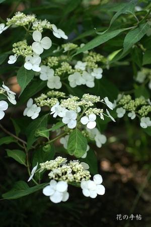 アジサイ　トサカグラ（土佐神楽）｜花の手帖の紫陽花図鑑