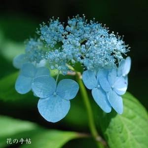 アジサイ　トサノリョクフウ（土佐の緑風）｜花の手帖の紫陽花図鑑