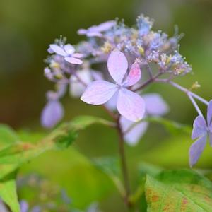 アジサイ　トサノアカツキ（土佐の暁）｜花の手帖の紫陽花図鑑