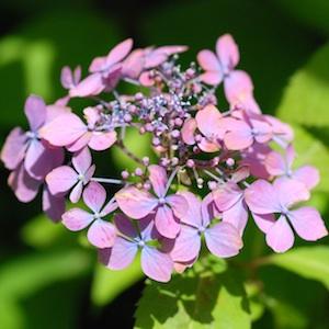 アジサイ　トサノアカツキ（土佐の暁）｜花の手帖の紫陽花図鑑