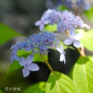 アジサイ　トサノラクエン（土佐の楽園）｜花の手帖の紫陽花図鑑