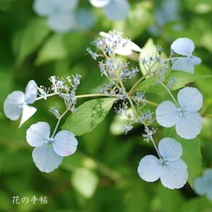 アジサイ　トサノツキ（土佐の月）｜花の手帖の紫陽花図鑑