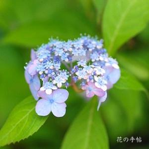 アジサイ　トサオリヒメ｜花の手帖の紫陽花図鑑