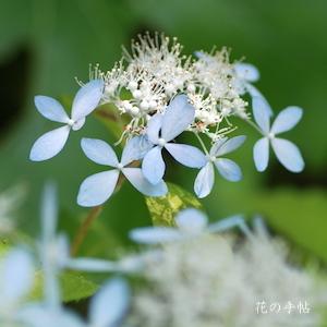 アジサイ　トサスズカゼ（土佐涼風）｜花の手帖の紫陽花図鑑