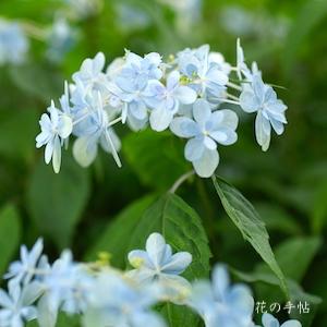 アジサイ　ツルギノマイ（剣の舞）｜花の手帖の紫陽花図鑑