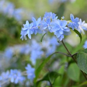アジサイ　ツルギノマイ（剣の舞）｜花の手帖の紫陽花図鑑