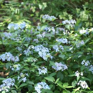 アジサイ　ツルギノマイ（剣の舞）｜花の手帖の紫陽花図鑑