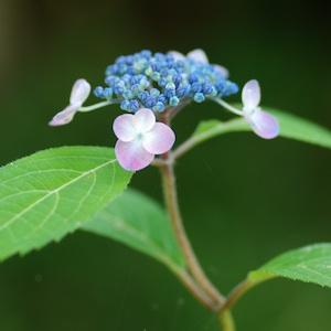 アジサイ　ツタヒメ（蔦姫）｜花の手帖の紫陽花図鑑