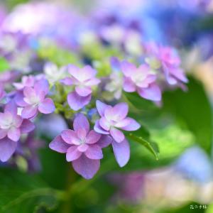 アジサイ　ウタアワセ（歌合わせ）｜花の手帖のweb紫陽花図鑑