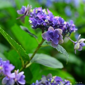 アジサイ　ウタゲ｜花の手帖の紫陽花図鑑