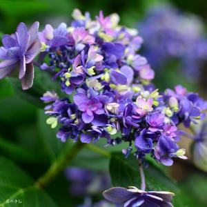 アジサイ　ウタゲ｜花の手帖の紫陽花図鑑