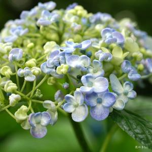 アジサイ　ウズアジサイ｜花の手帖の紫陽花図鑑