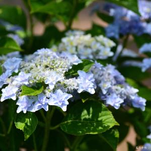 アジサイ　ウェディングブーケ（Wedding Bouqet）｜花の手帖の紫陽花図鑑